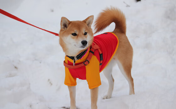 比利时在国家联赛中0-2不敌法国，遭遇失利。，比利时近期比赛