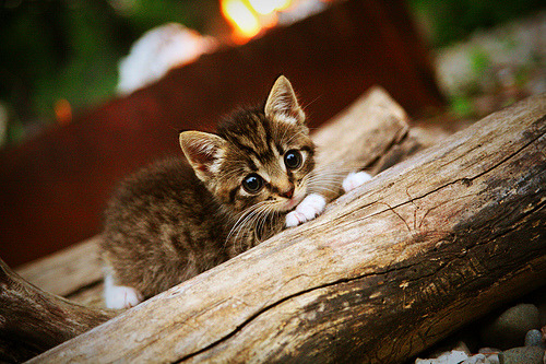 英雄联盟 新秀选手表现引关注,联盟新秀排行