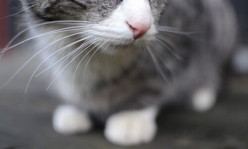 爱游戏平台-全球球场风云：篮球豪门争霸擂台燃情开赛，球场风云全球员破解版