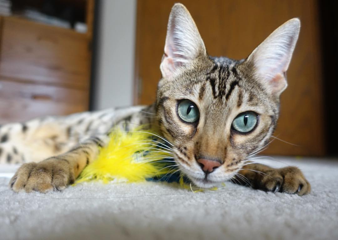 爱游戏官方入口-勇士末节爆发逆转击败灰熊，勇士遭31分逆转第四节