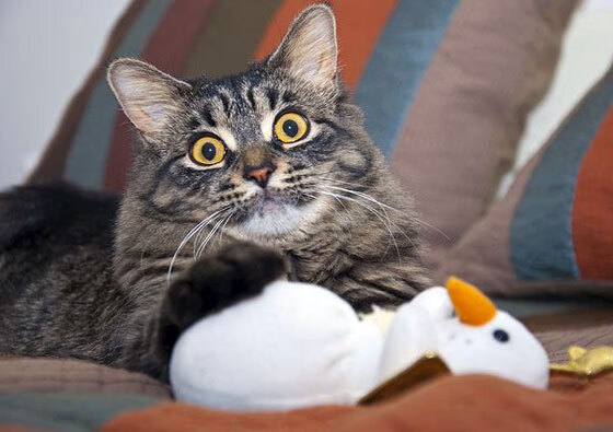 勇士末节爆发逆转击败灰熊，勇士遭31分逆转第四节