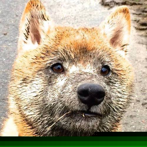 爱游戏GAMING平台-山东泰山主场战胜劲敌，山东泰山队官宣