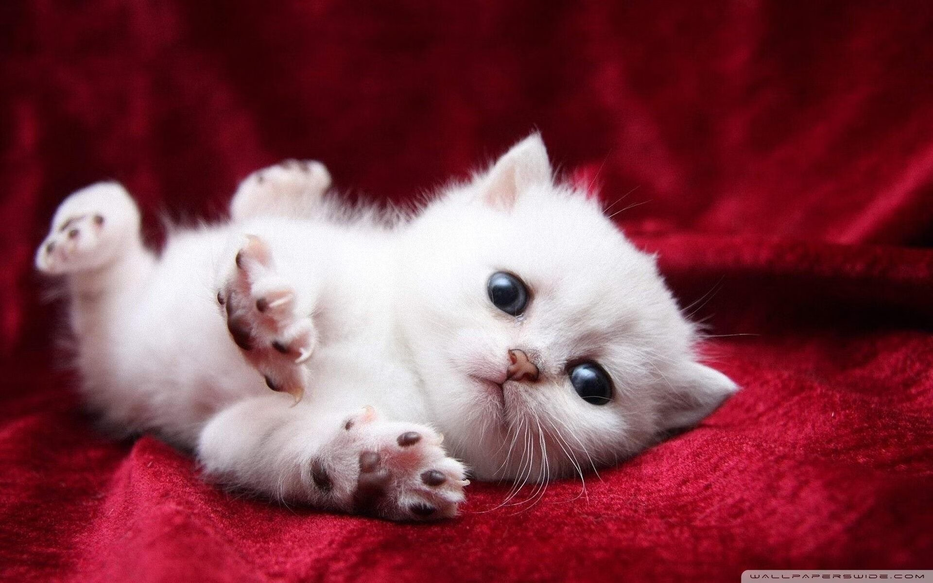 爱游戏在线-摩纳哥主场战胜强敌，摩纳哥队