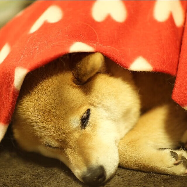 无悔的拼搏：球员们在场上奉献全力，无悔的奋斗