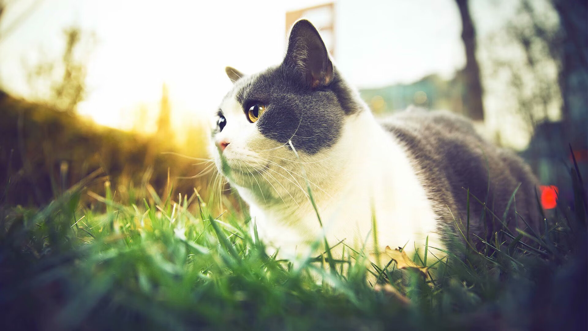 逆境突围：球队如何在压力下稳住阵脚？，逆境中突围