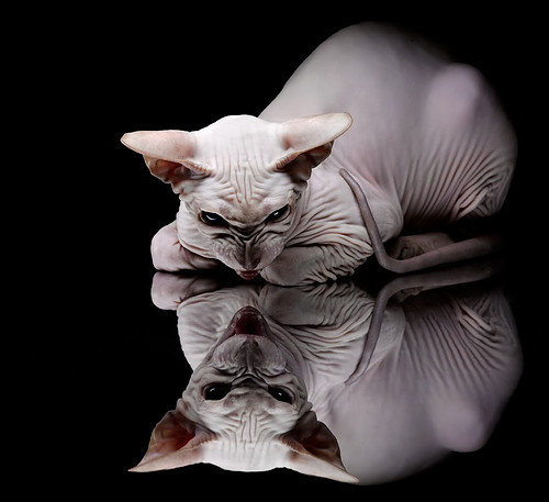 世界围棋赛青年选手战术成熟引热议，2020世界围棋