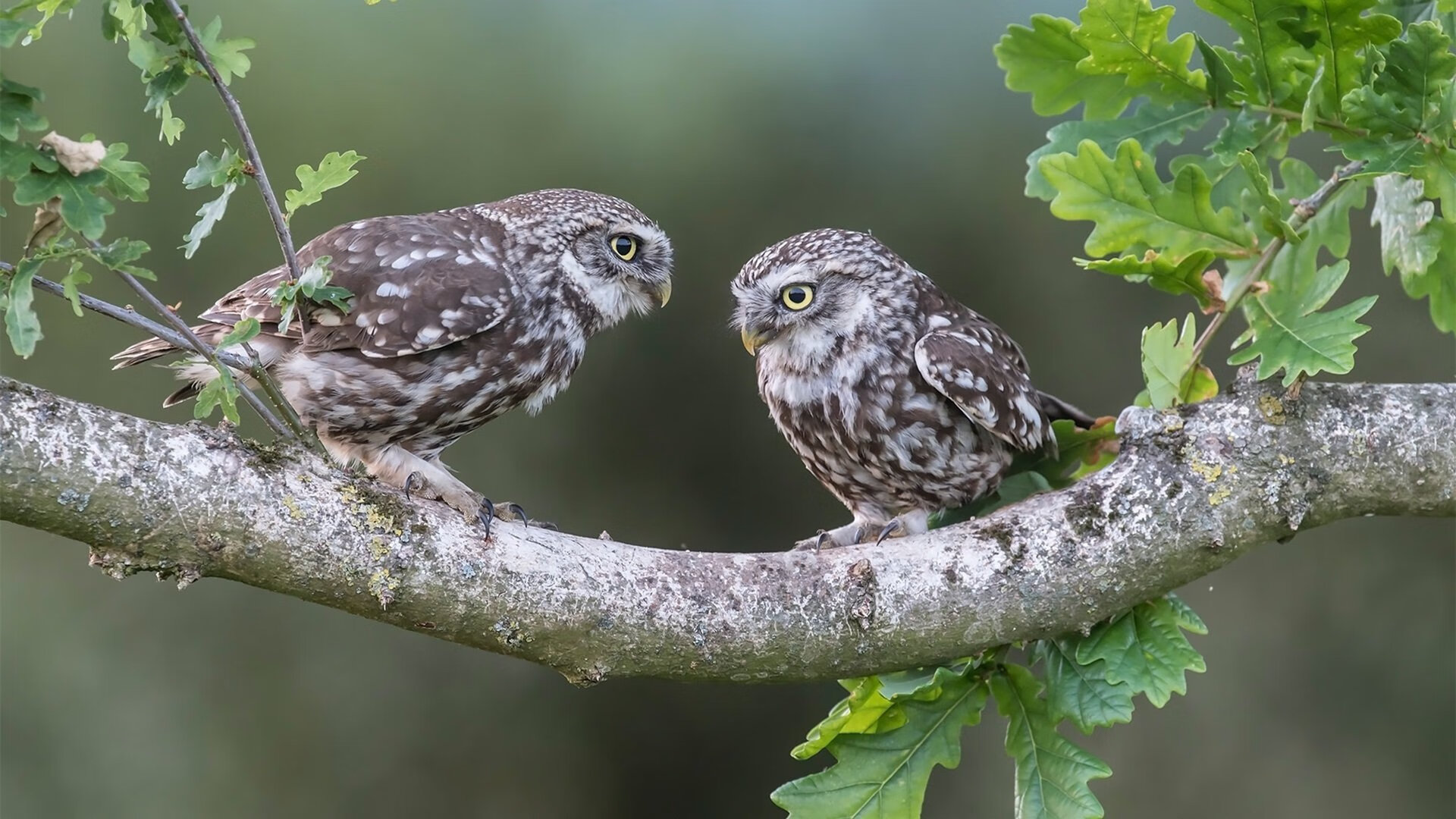 爱游戏平台-中国三人男篮攻防一体 表现渐入佳境，中国男子三人篮球队