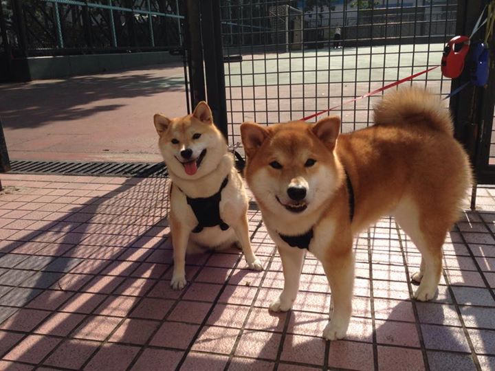 中超转会窗口开启球队布局各显神通,中超球员转会