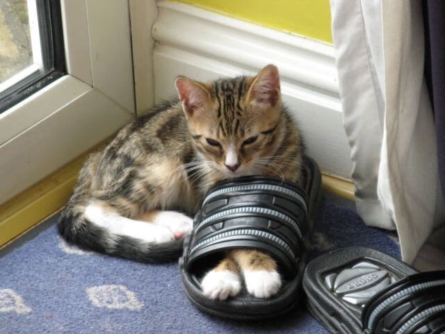 团体赛制对澳大利亚队的影响:如何增强团队协作与信任